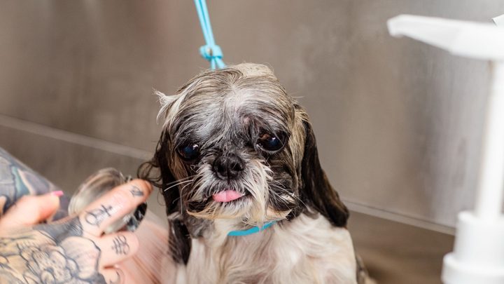 Cachorro tomando banho com espuma no pet shop