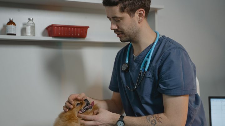 Veterinário examinando um cachorro de pequeno porte na sala de atendimento