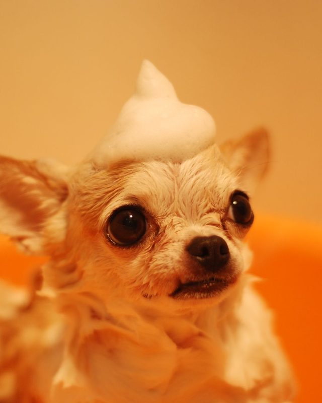 Cachorro de pequeno porte tomando banho com espuma