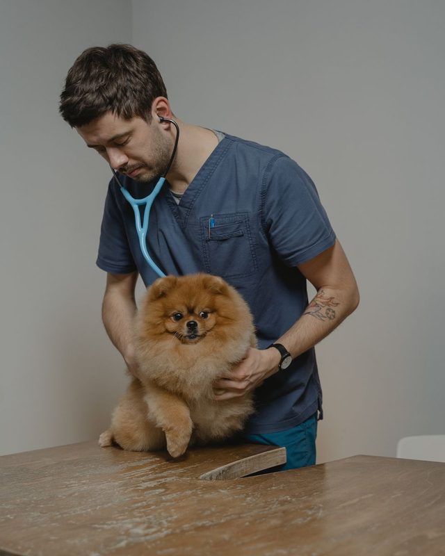Veterinário examinando um cachorro de pequeno porte