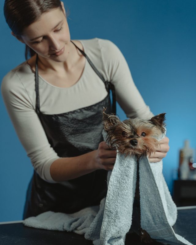 Gato sendo secado com toalha depois do banho