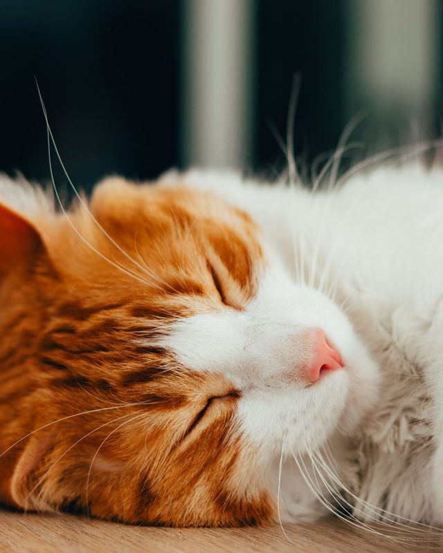 Gato dormindo tranquilo