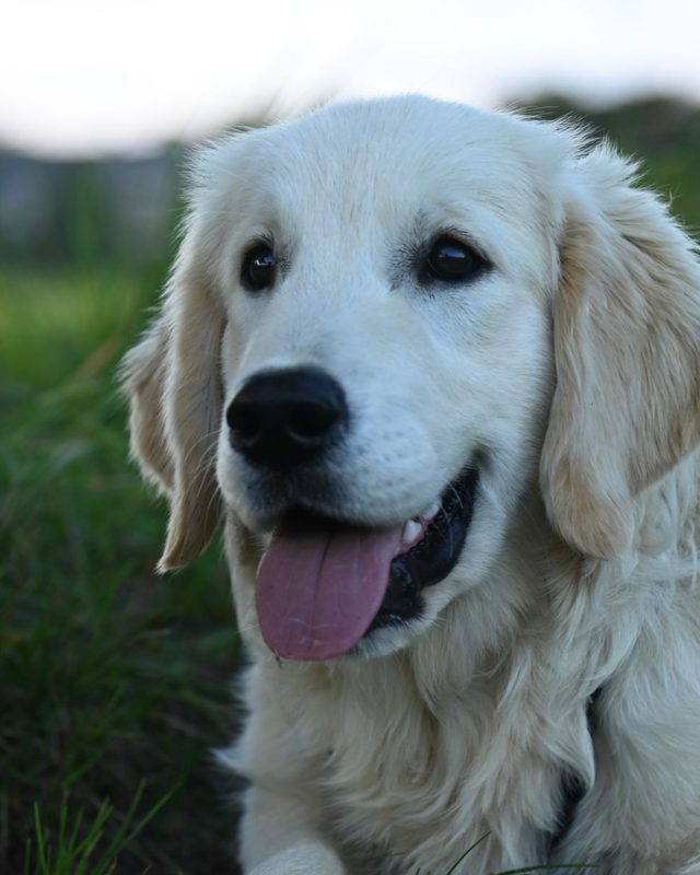 Cachorro de porte grande ao ar livre