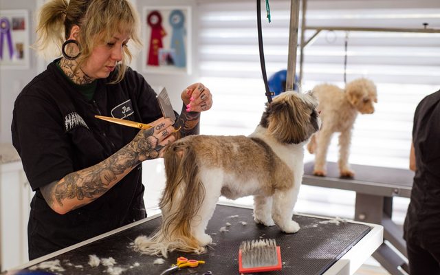 Profissional tosando um cachorro na mesa de banho e tosa