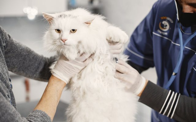 Gato branco sendo examinado por veterinário