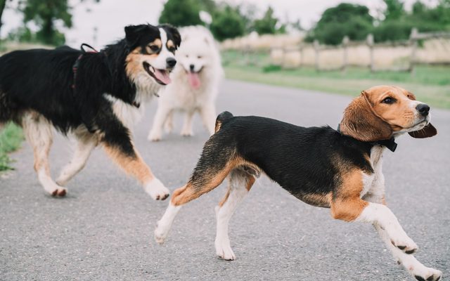 Três cachorros brincando juntos ao ar livre