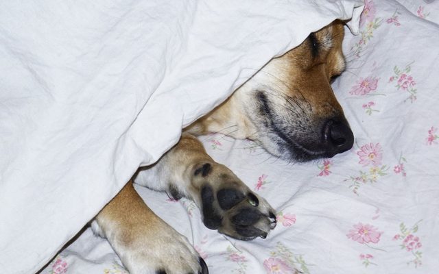 Cachorro dormindo enrolado em um edredom