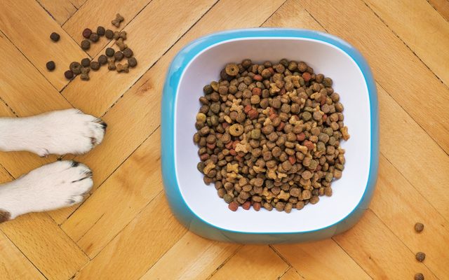 Tigela de ração vista de cima com as patas do cachorro ao lado