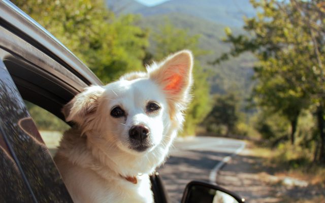 Cachorro com a cabeça para fora da janela do carro