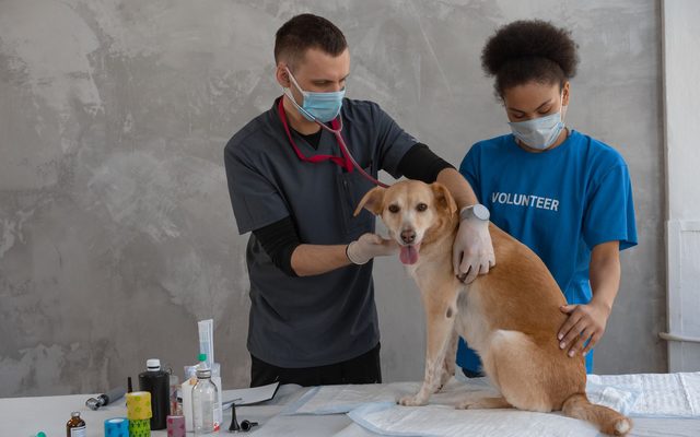 Equipe veterinária aplicando vacina em um cachorro